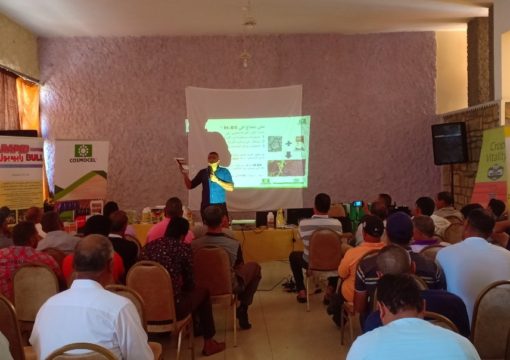 Journée de formation sur fraise et pomme de terre, Moulay Bousselham